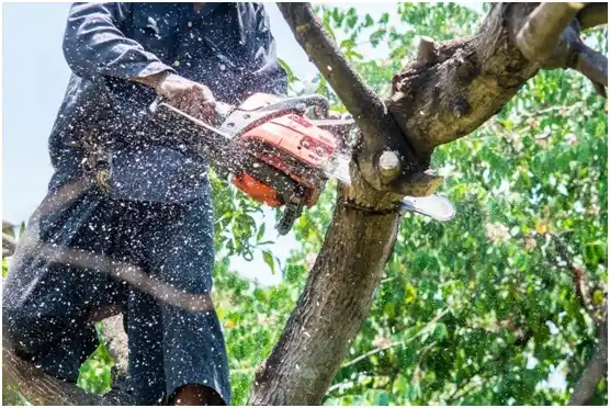 tree services Kirkland